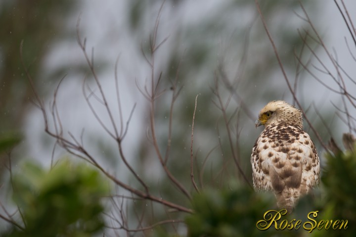 Crested serpent eagle