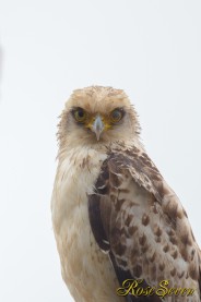 Crested serpent eagle