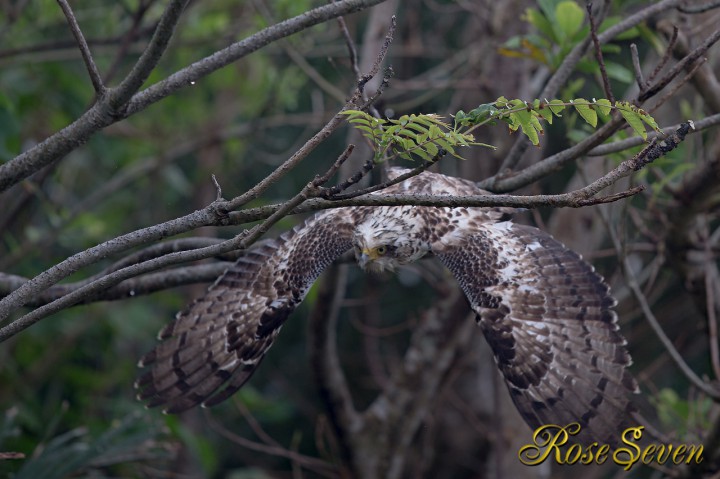 カンムリワシ　Crested serpent eagle