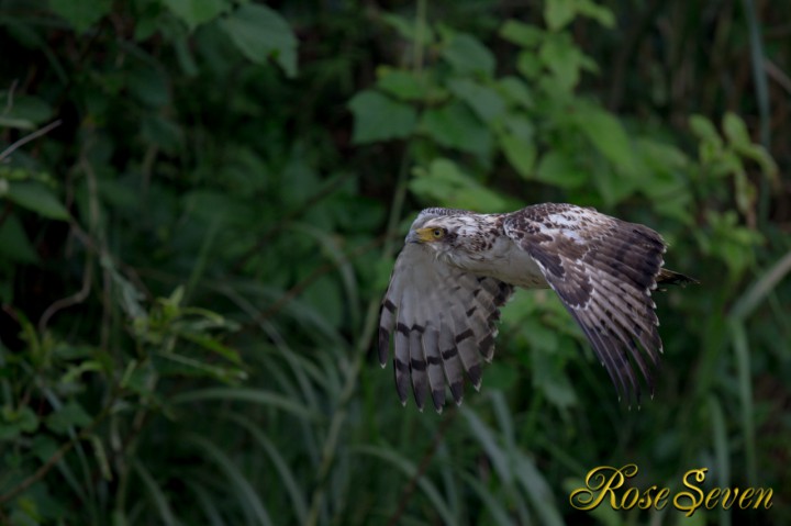 カンムリワシ　Crested serpent eagle