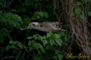 カンムリワシ　Crested serpent eagle