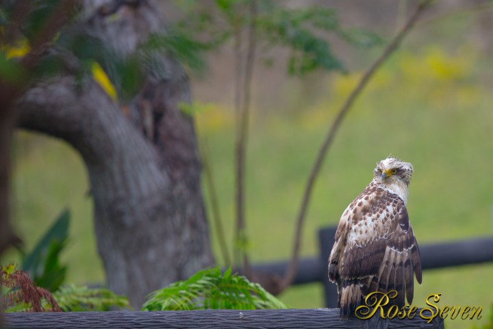 カンムリワシ　Crested serpent eagle