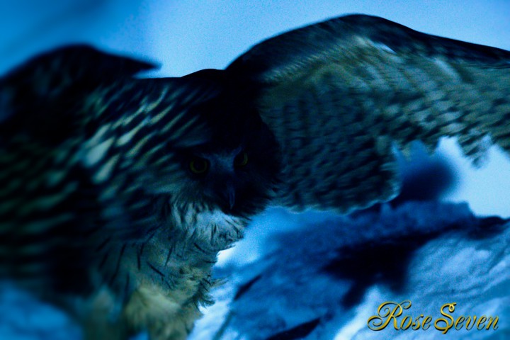 Blakiston's fish owl