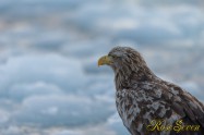 オジロワシ White-tailed eagle