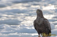 オジロワシ White-tailed eagle