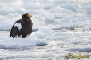 オオワシ　Steller's sea eagle