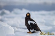 オオワシ　Steller's sea eagle