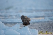 オジロワシ　White-tailed eagle