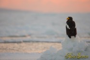 オオワシ　Steller's sea eagle