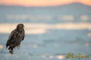 Young Eagle