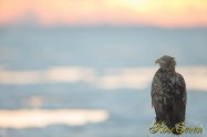 オジロワシ White-tailed eagle