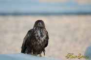 Young Eagle