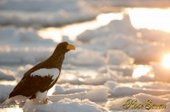 オオワシ　Steller's sea eagle