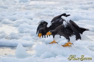 オオワシ　Steller's sea eagle