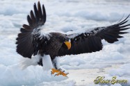 オオワシ　Steller's sea eagle