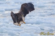 Young Eagle