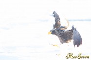 オオワシ　Steller's sea eagle