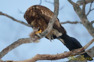 Young Eagle