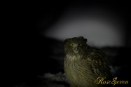 シマフクロウ　Blakiston's fish owl