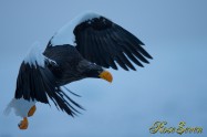 オオワシ　Steller's sea eagle