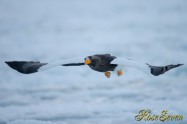オオワシ　Steller's sea eagle　