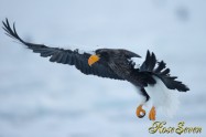 オオワシ　Steller's sea eagle