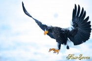 オオワシ　Steller's sea eagle