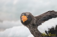 オオワシ　Steller's sea eagle