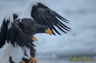 オオワシ　Steller's sea eagle