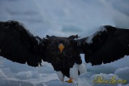 オオワシ　Steller's sea eagle