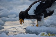 オオワシ　Steller's sea eagle