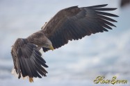 オジロワシ White-tailed eagle