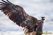 Young Eagle