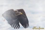 オジロワシ White-tailed eagle