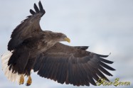 オジロワシ White-tailed eagle