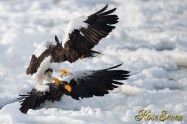 オオワシ　Steller's sea eagle