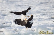 オオワシ　Steller's sea eagle