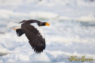 オオワシ　Steller's sea eagle