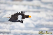 オオワシ　Steller's sea eagle