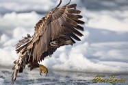 Younga Eagle