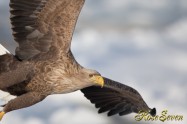 オジロワシ White-tailed eagle