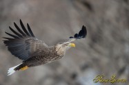 オジロワシ White-tailed eagle