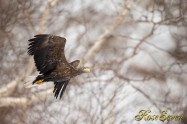 オジロワシ White-tailed eagle