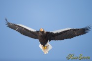 オオワシ　Steller's sea eagle