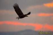 オジロワシ　White-tailed eagle