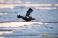 オオワシ　Steller's sea eagle