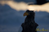 オオワシ　Steller's sea eagle