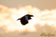 オオワシ　Steller's sea eagle