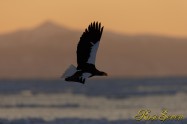 オオワシ　背景は国後島　Steller's sea eagle　The background is the Kunashir Island