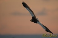 オオワシ　Steller's sea eagle